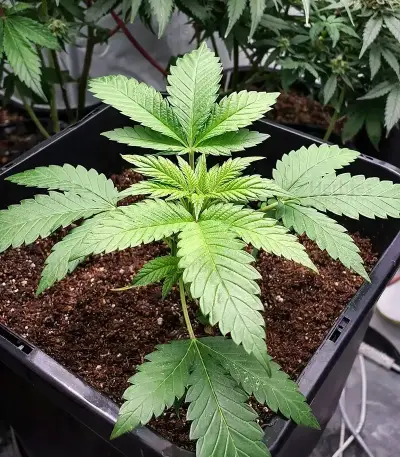 Dark Phoenix Seeds