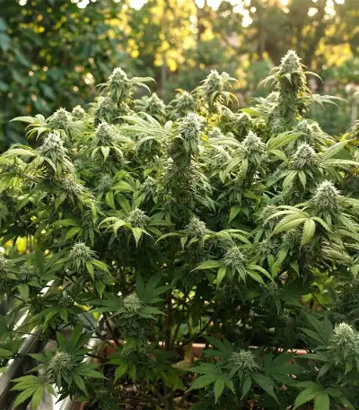 Double Cream feminized seeds