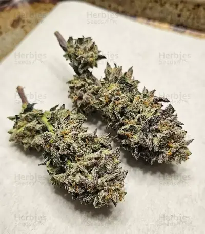 Semi Femminizzati Gelato (Barney's Farm)