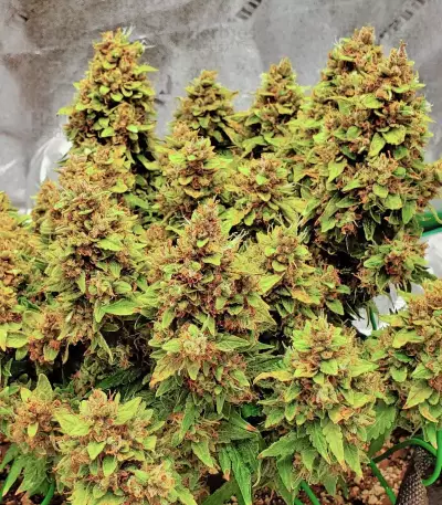 GG#4 Original Glue Auto Seeds