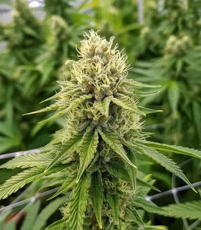 Ice Cream Haze Seeds