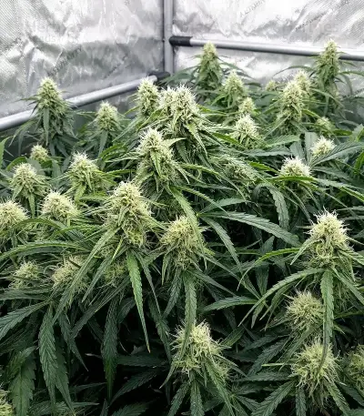 Mango Bubble Cloud Seeds