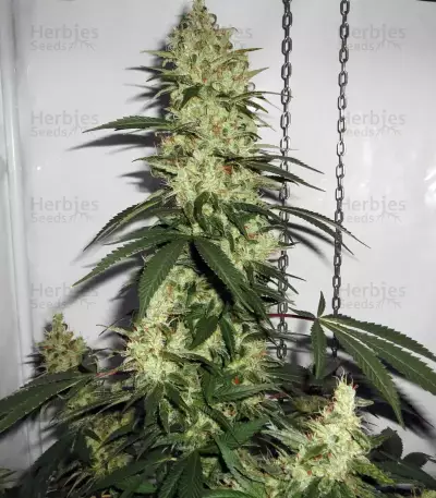 Northern Haze Express Auto feminized seeds
