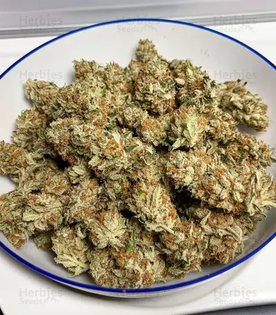 Northern Lights Autoflower Seeds