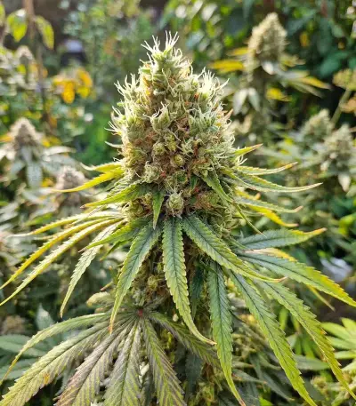 Orange Bud 2.0 Seeds