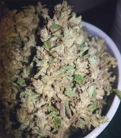 Original Auto White Widow (FastBuds)