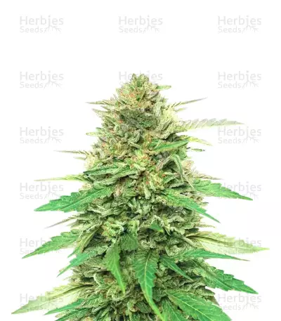 Pineapple Muffin Autoflower Feminized Seeds (Humboldt Seed Company)