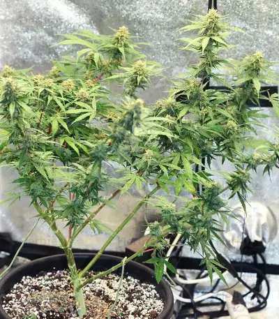 Runtz Auto (Barney's Farm) feminized seeds