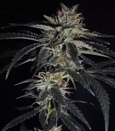 Sementes Feminizadas de Strawberry Lemonade (Barney's Farm)