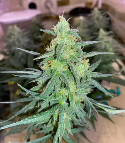 Graines féminisées de Vanilla Latte Autoflower (Humboldt Seed Company)