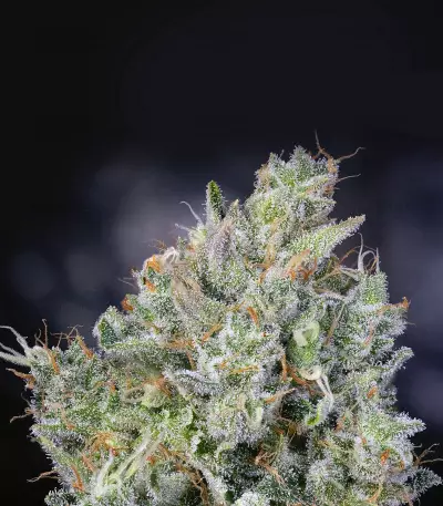 Graines de cannabis THC Bomb Regular (Bomb Seeds)