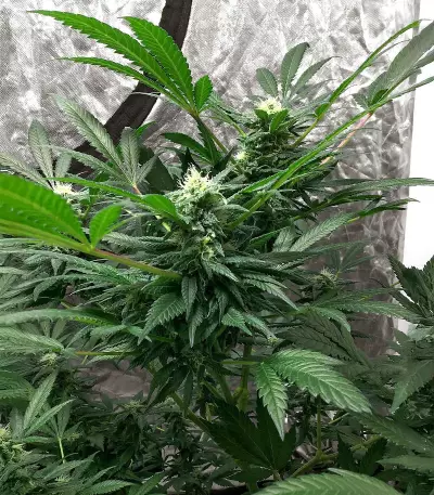 The White Fire OG Feminized Seeds (Seedkeepers)