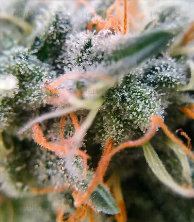 Moby Dick strain seeds