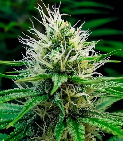 Wedding Cake (Herbies Seeds)