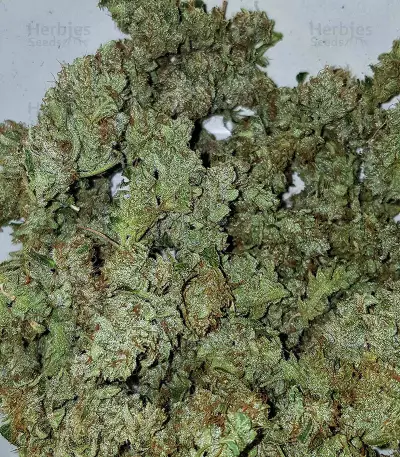 Auto Gelato strain