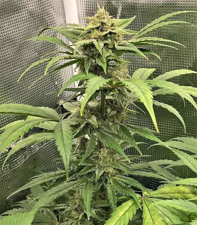 Auto Purple Gorilla Seeds