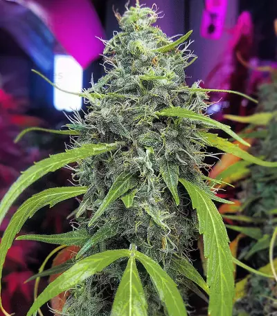 Blueberry Cookies marijuana strain