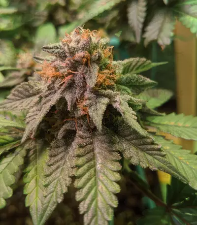 Crockett's Confidential Seeds