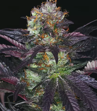 French Macaron feminized seeds