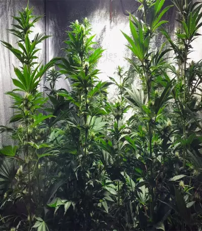 God's Glue Seeds (Ministry Of Cannabis)
