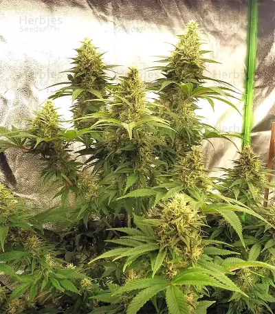 Golden Tiger Regular seeds