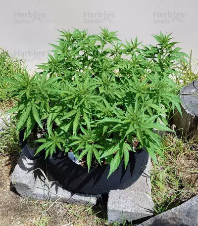 Green Crack Seeds (Blimburn Seeds)