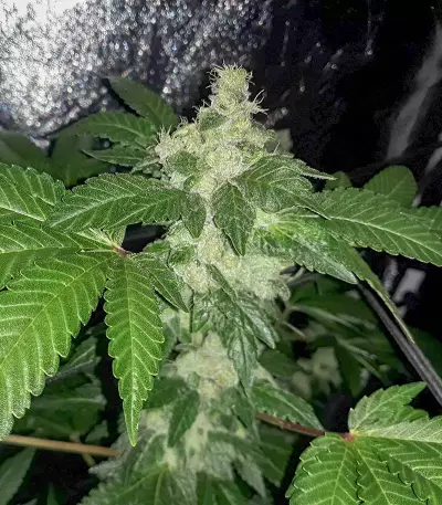 HiFi 4G feminized seeds