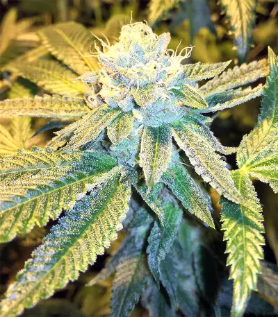 Josh D OG Seeds