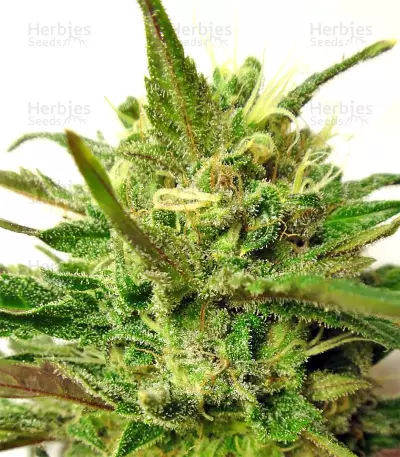 Graines de cannabis Kali China Breeders Pack (Ace Seeds)