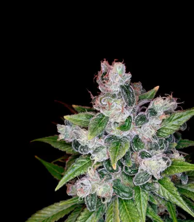 Kandy Kush (Reserva Privada)