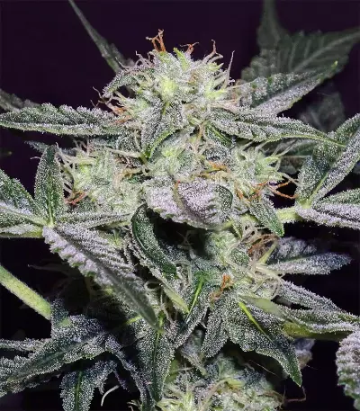 Lemon AK Auto Seeds
