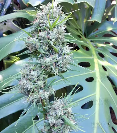 Malawi Breeders Pack feminized seeds