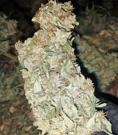 Malawi x Panama Seeds