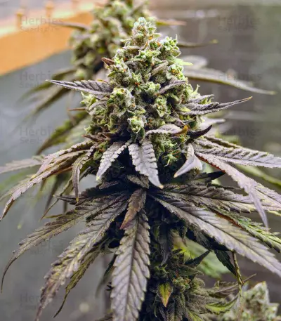 Semi femminizzati NYC Diesel