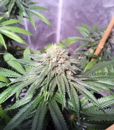 OG Kush CBD (Dinafem Seeds)