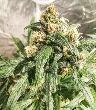 Original Auto BubbleGum Seeds