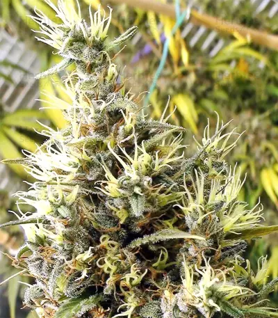 Graines de cannabis Panama Haze (Ace Seeds)