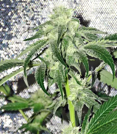 Sherbet (Seedstockers)