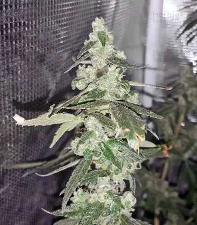 Sour Tangie Semi regolari
