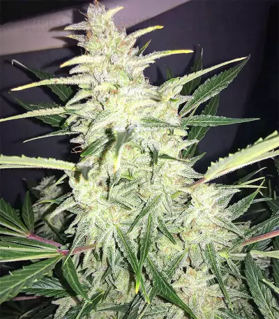 Super Auto Lemon Haze (Original Sensible Seeds)