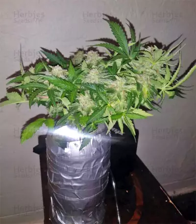 Super Skunk Seeds (Seedstockers)