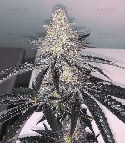 Tha Melon Seeds