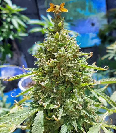Voyager feminized seeds