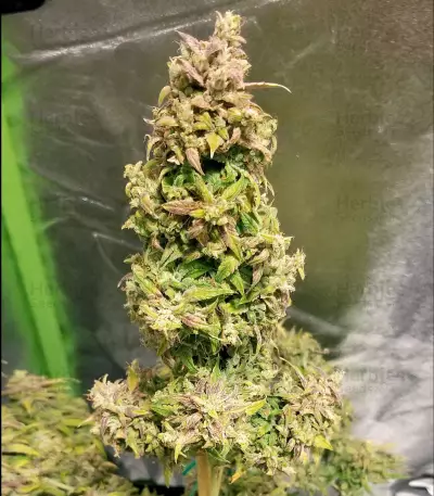 Walter White Auto (Mephisto Genetics)