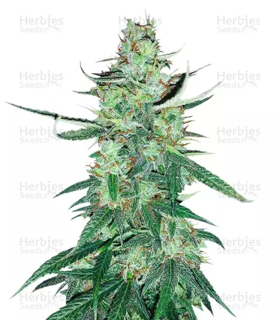 White Widow Autoflower (Seedstockers) Cannabis-Samen