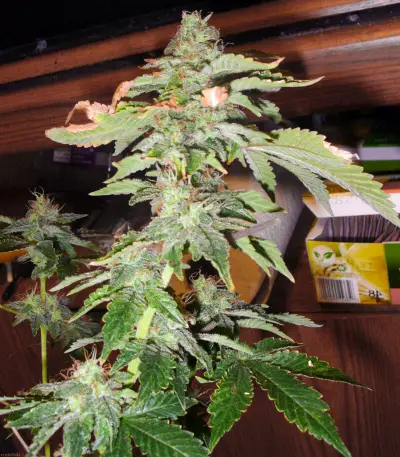 White Widow (G13 Labs)