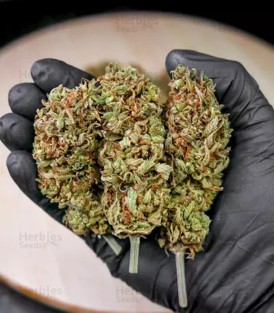Amnesia Mac Ganja strain