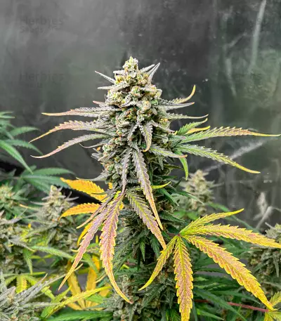 Auto CBD Kush 1:1 (Herbies Seeds)