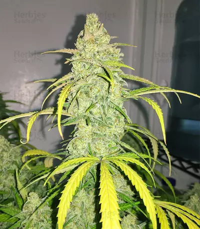 Sementes feminizadas Auto Cinderela Jack