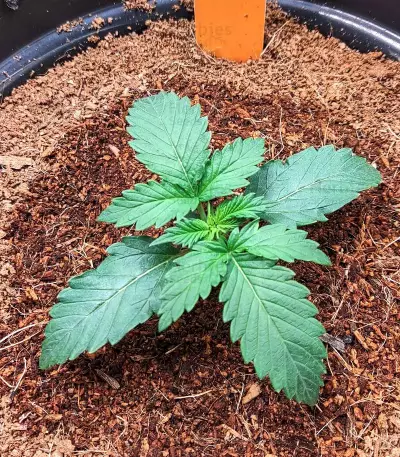Blueberry Cookies Auto strain